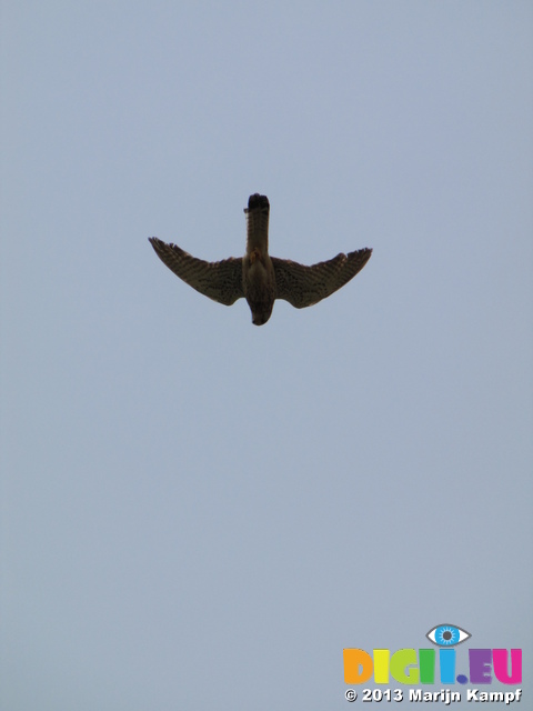 SX28374 Kestrel (Falco tinnunculus)